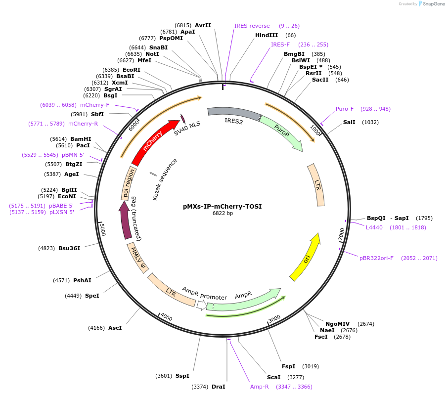 172496-plasmid-map-sequence-id-338550