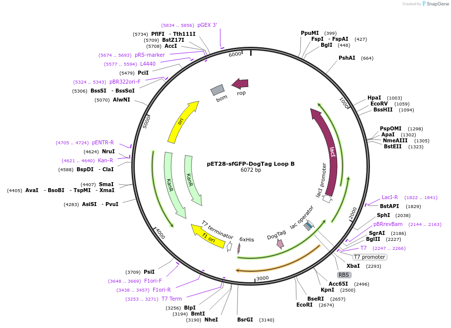 171780-plasmid-map-sequence-id-338552