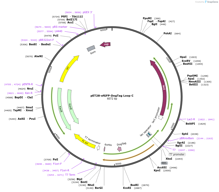 171781-plasmid-map-sequence-id-338553