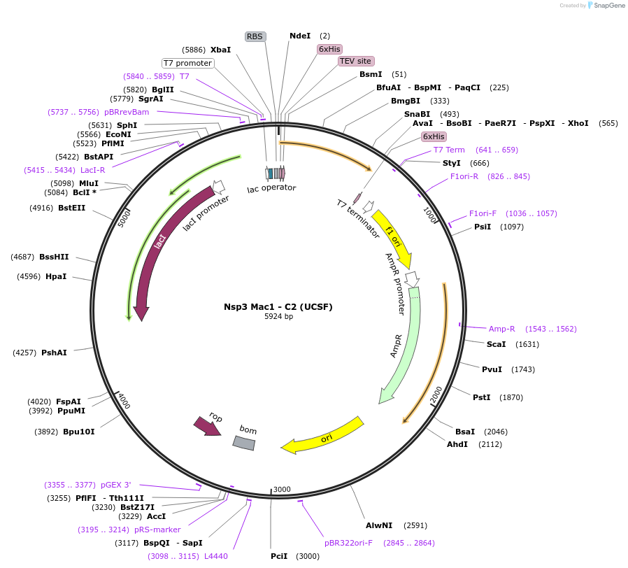 169209-plasmid-map-sequence-id-338555