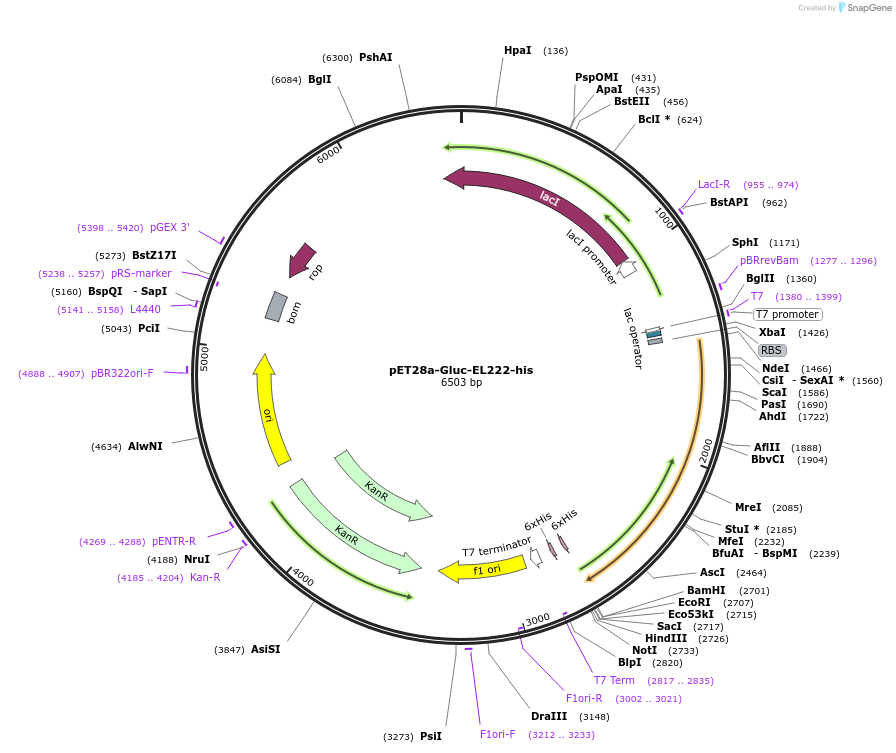 172097-plasmid-map-sequence-id-338564