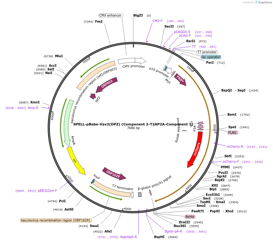 170488-plasmid-map-sequence-id-338566