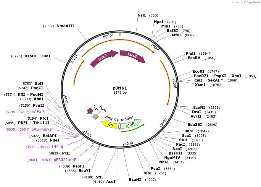 172143-plasmid-map-sequence-id-338567
