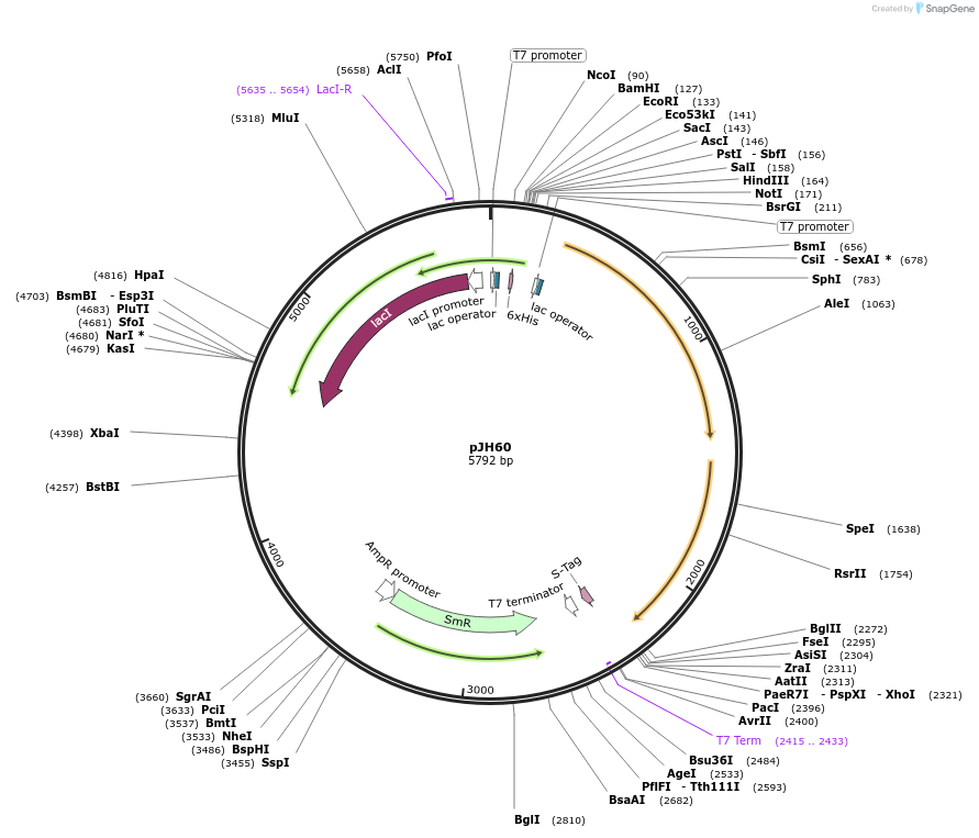 172142-plasmid-map-sequence-id-338573