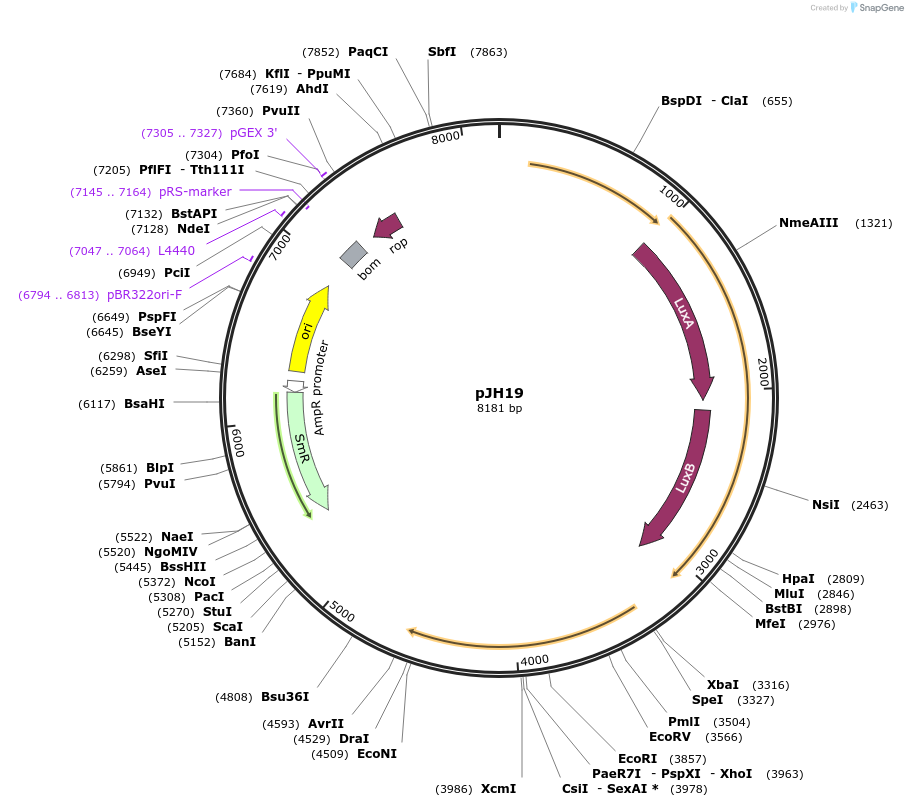 172141-plasmid-map-sequence-id-338574