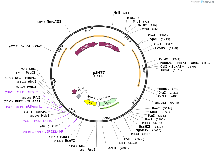 172145-plasmid-map-sequence-id-338575