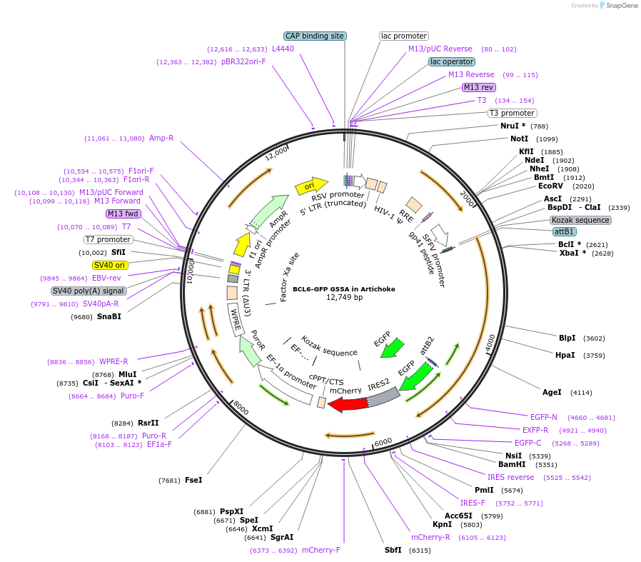 169935-plasmid-map-sequence-id-338591