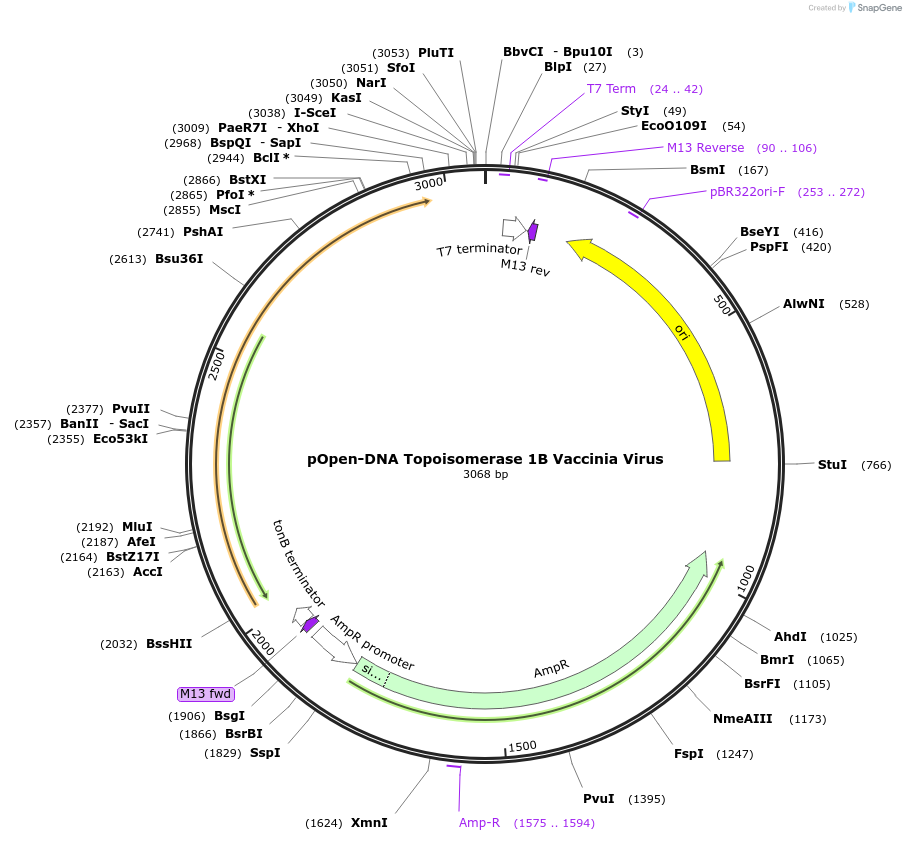 165510-plasmid-map-sequence-id-338592