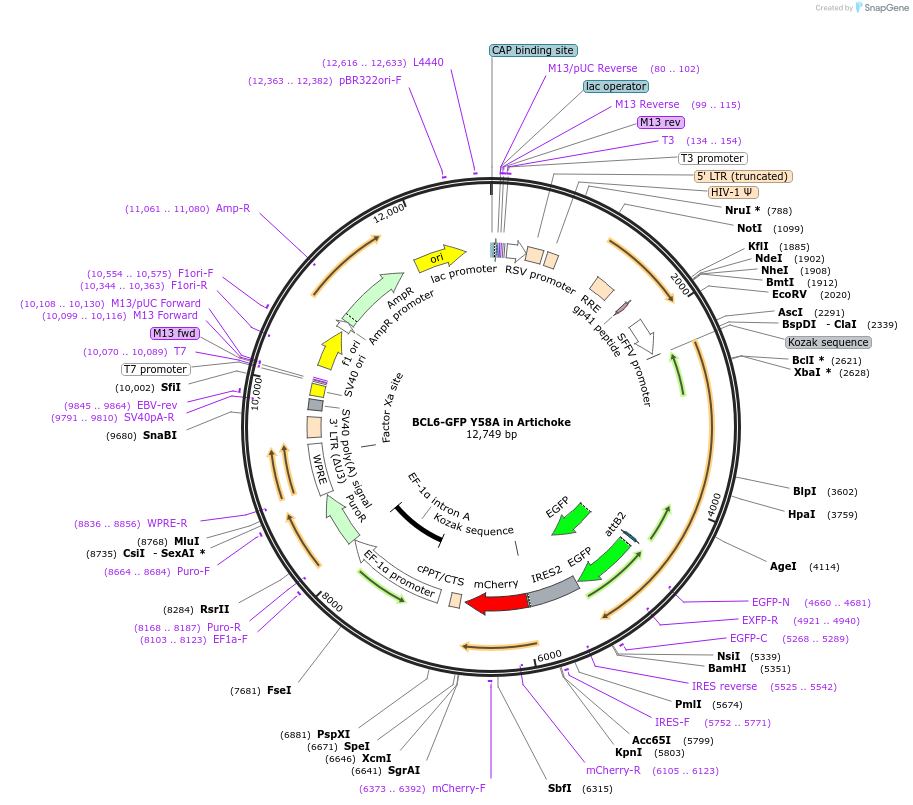 169936-plasmid-map-sequence-id-338593
