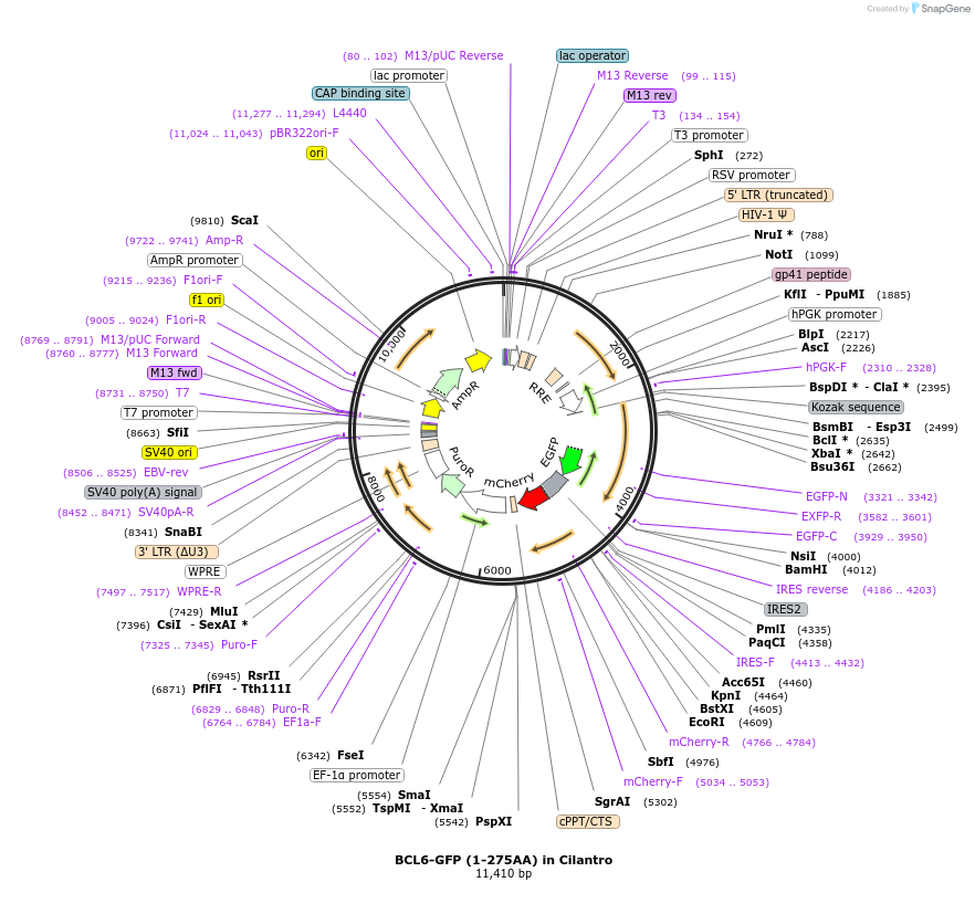 169932-plasmid-map-sequence-id-338594