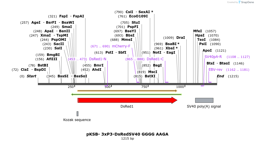 338605_map