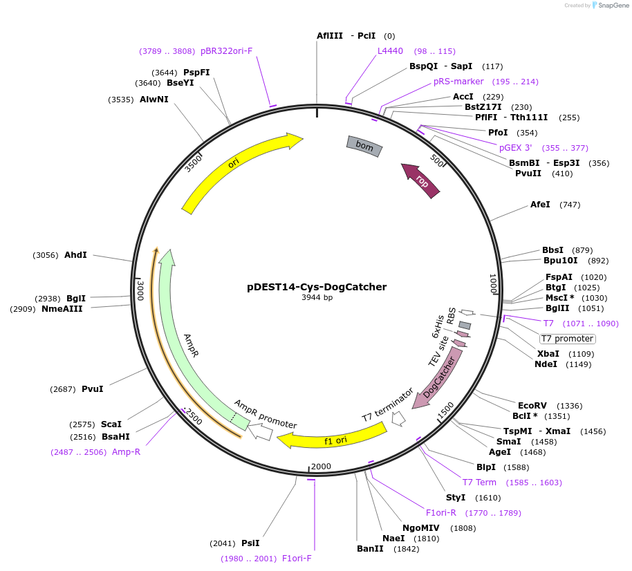 171929-plasmid-map-sequence-id-338611