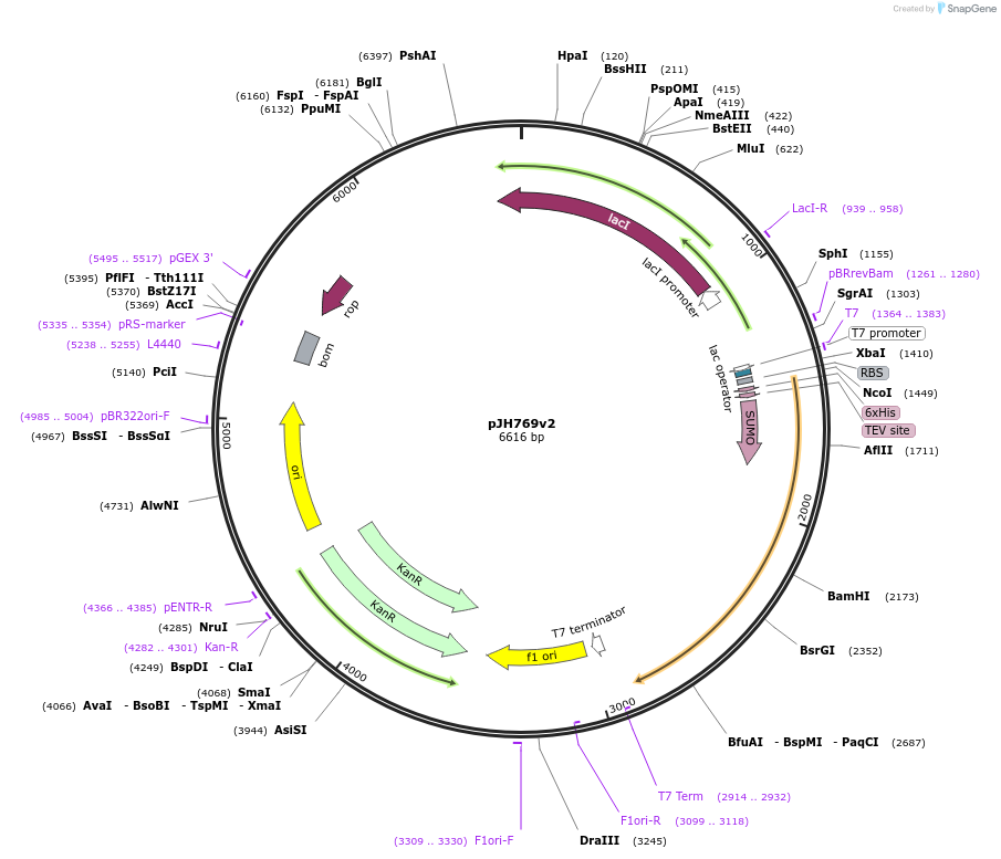 172174-plasmid-map-sequence-id-338632