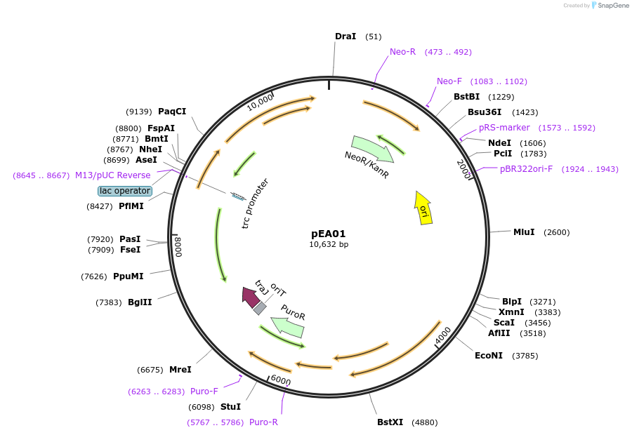 170766-plasmid-map-sequence-id-338642