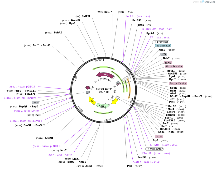 170733-plasmid-map-sequence-id-338659