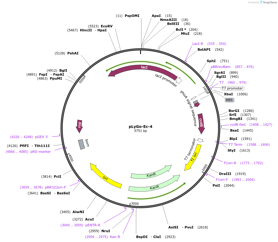 163130-plasmid-map-sequence-id-338661