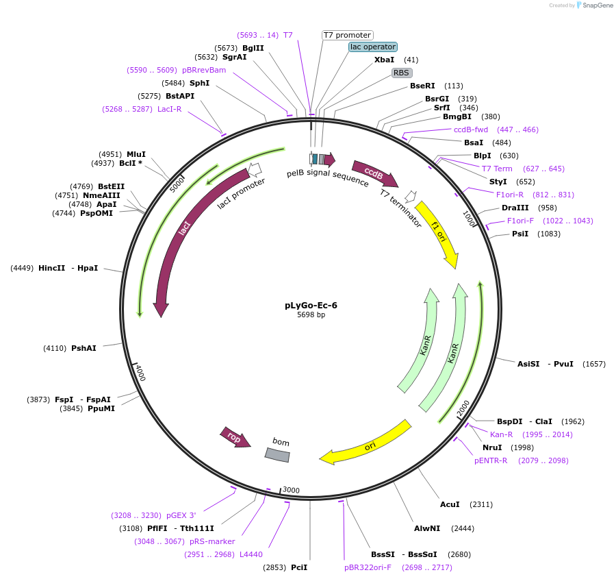 163132-plasmid-map-sequence-id-338662