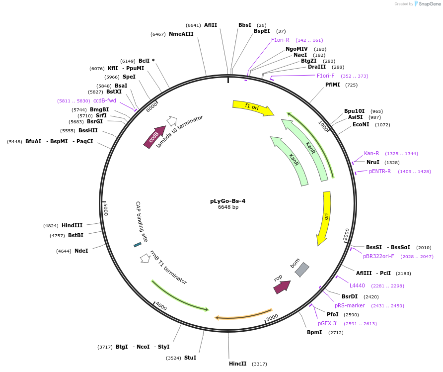 163142-plasmid-map-sequence-id-338663