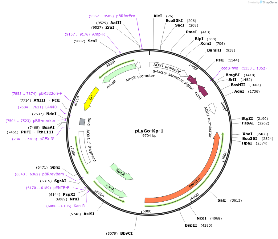 163143-plasmid-map-sequence-id-338667