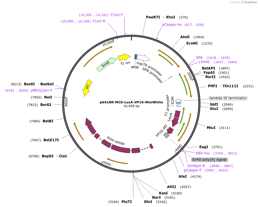 165894-plasmid-map-sequence-id-338670