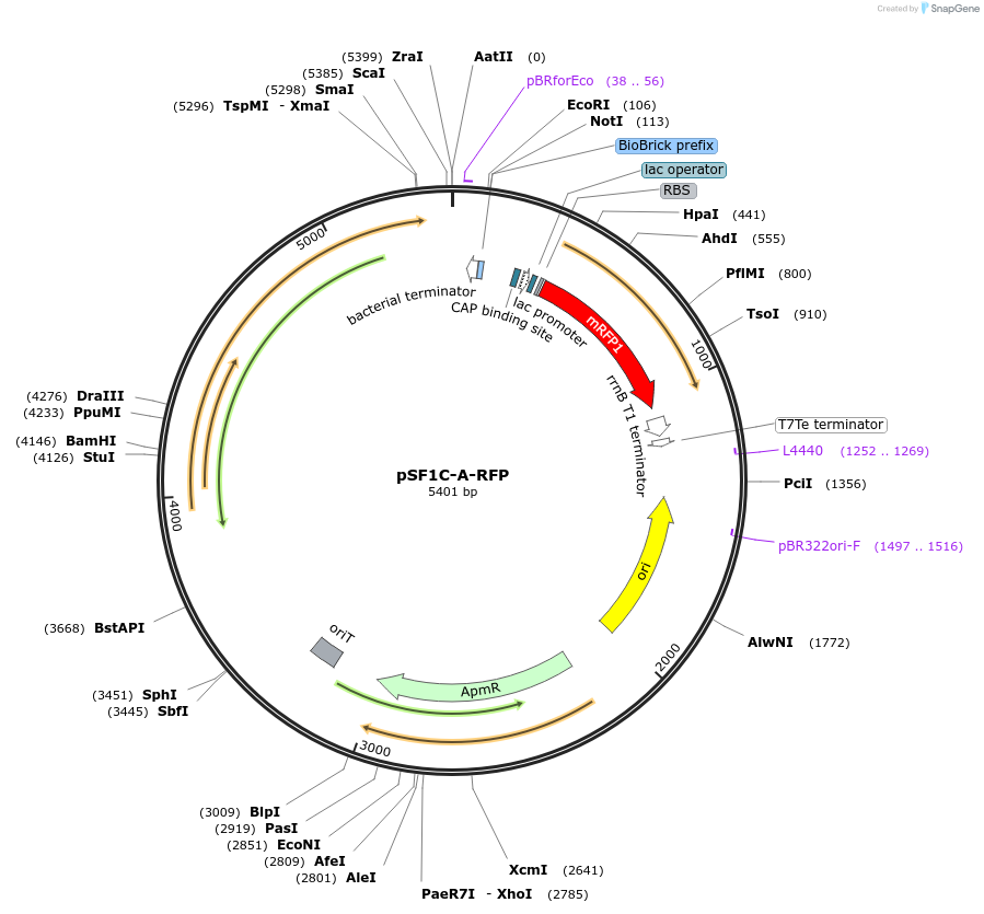 172431-plasmid-map-sequence-id-338675