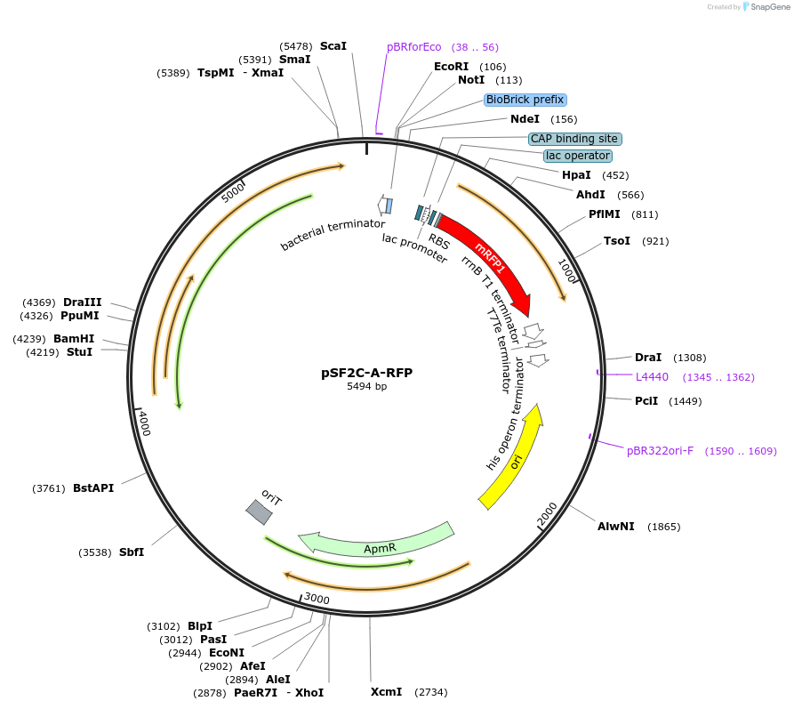 172432-plasmid-map-sequence-id-338676