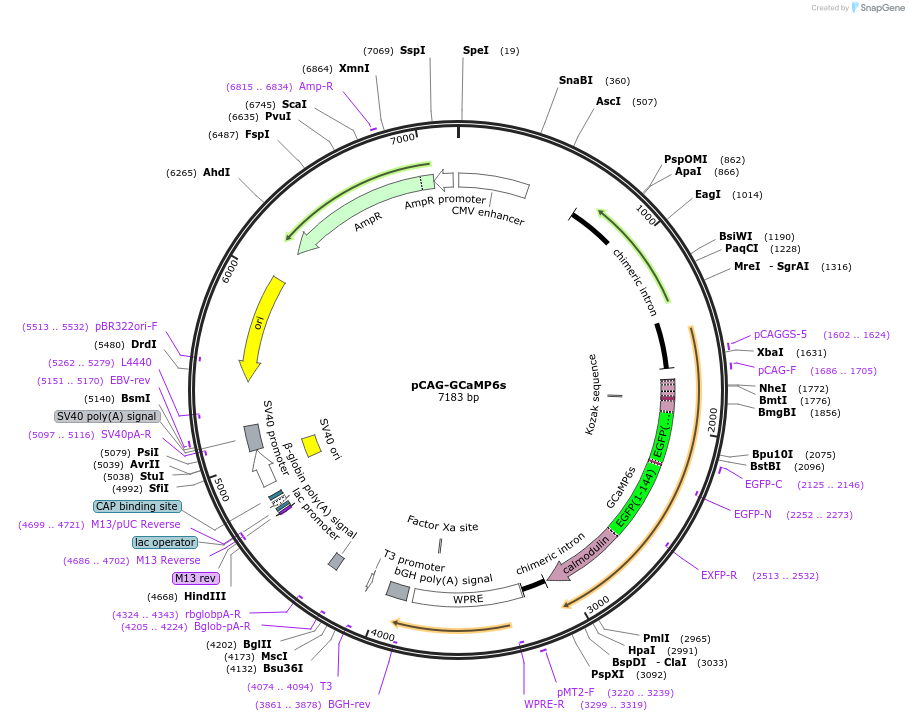 171156-plasmid-map-sequence-id-338738