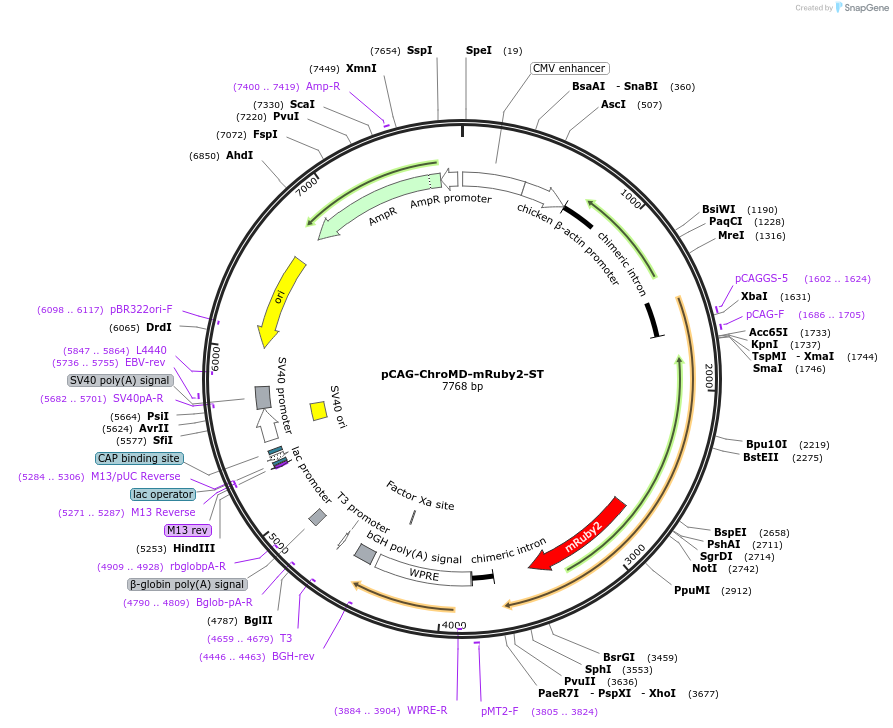 171158-plasmid-map-sequence-id-338739
