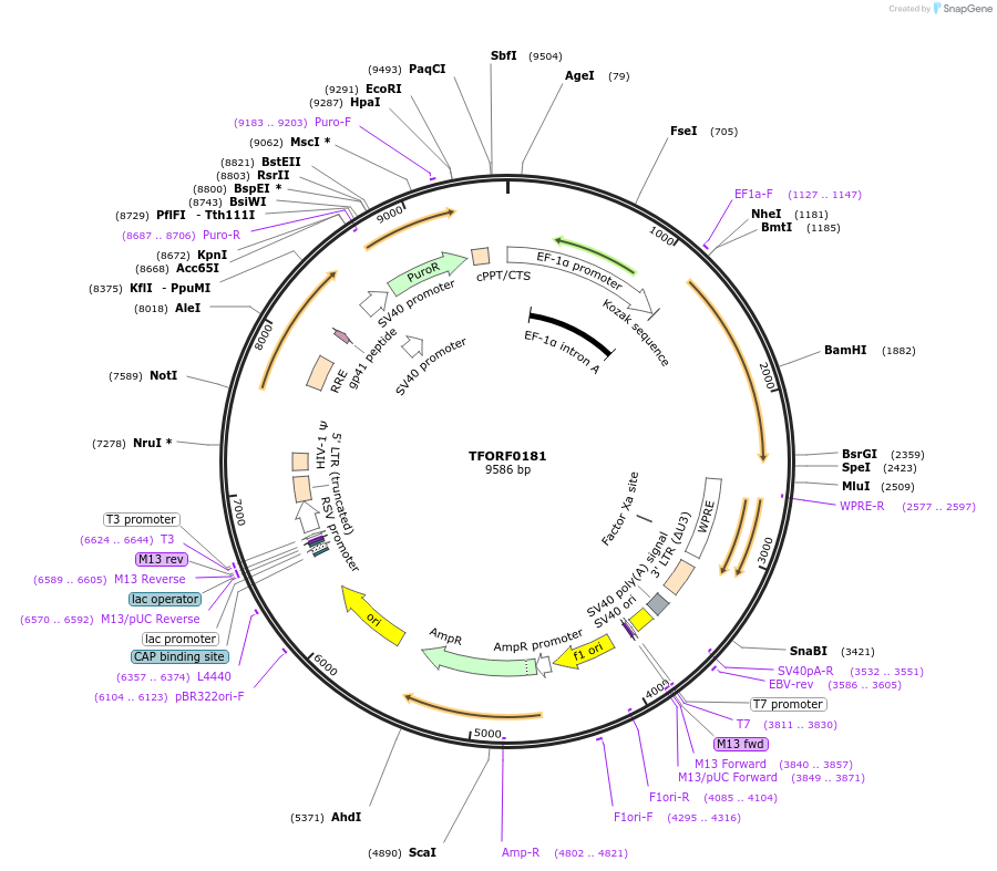 143390-plasmid-map-sequence-id-338745