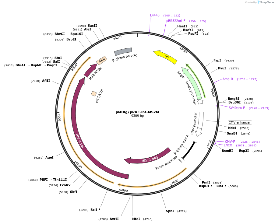 166032-plasmid-map-sequence-id-338747