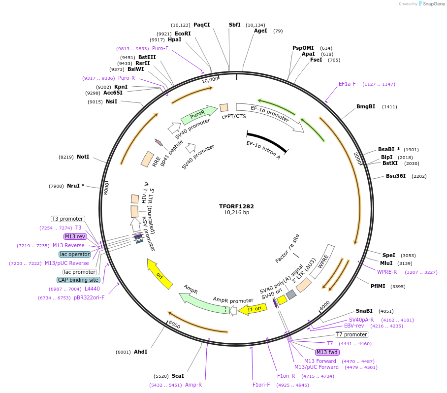 143483-plasmid-map-sequence-id-338748