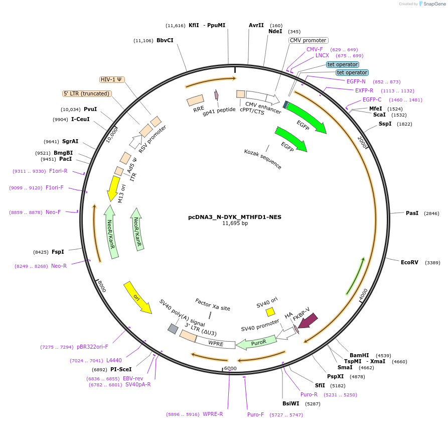 133022-plasmid-map-sequence-id-338750