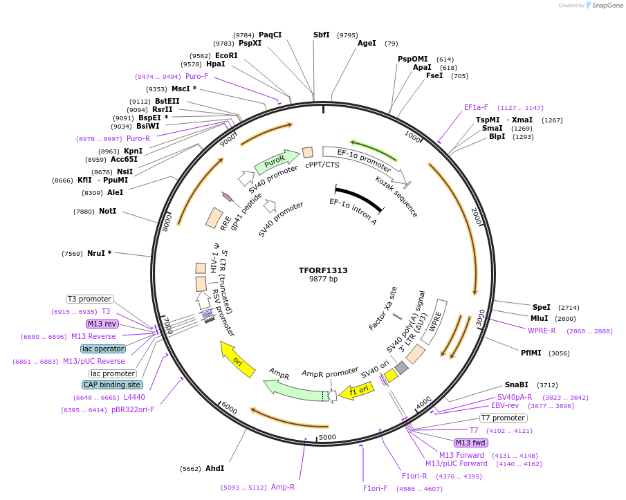 143489-plasmid-map-sequence-id-338752