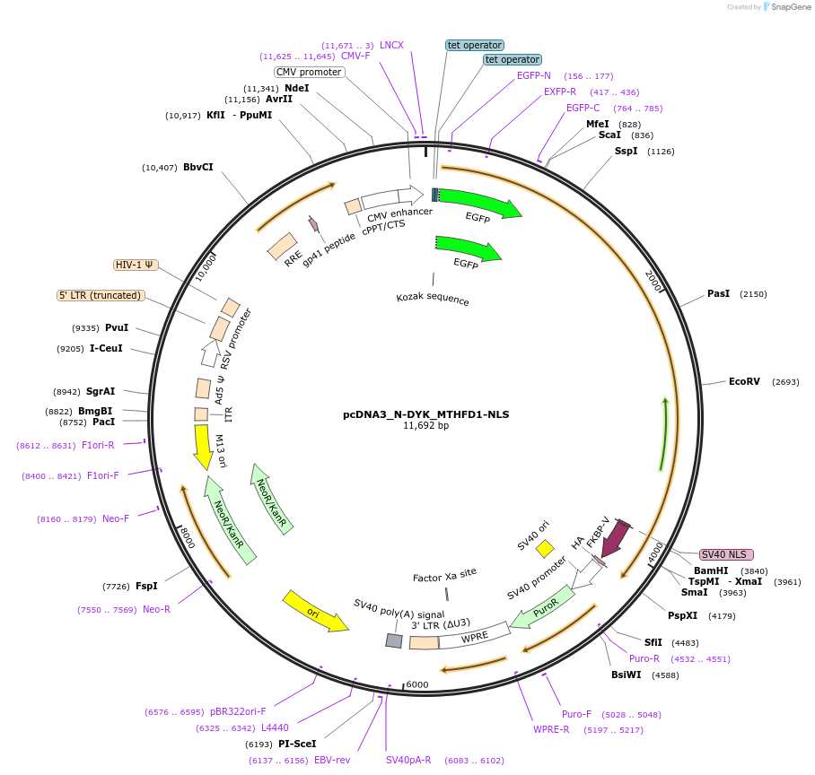 133023-plasmid-map-sequence-id-338753