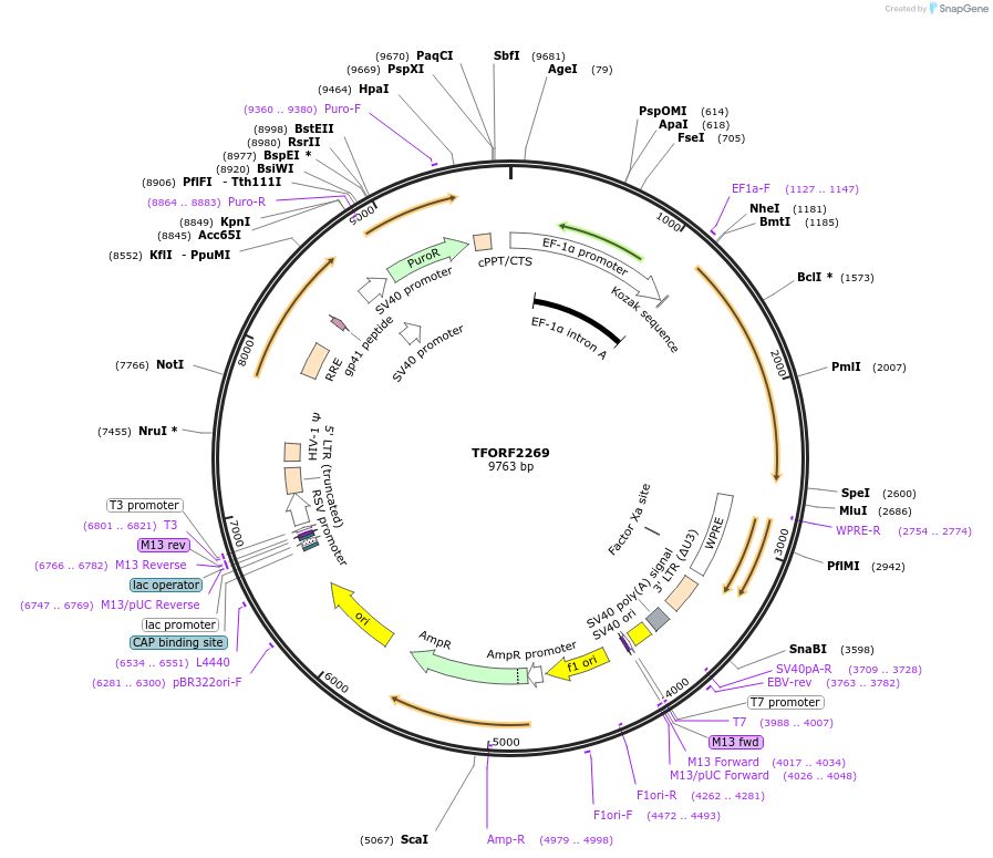 143582-plasmid-map-sequence-id-338754