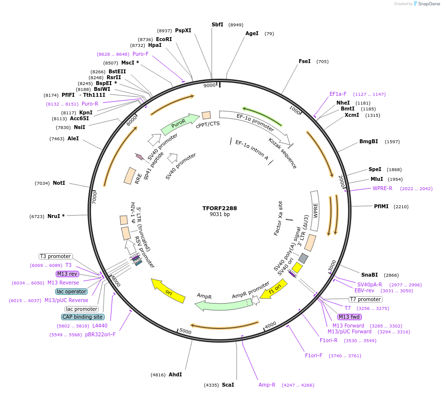 143585-plasmid-map-sequence-id-338756