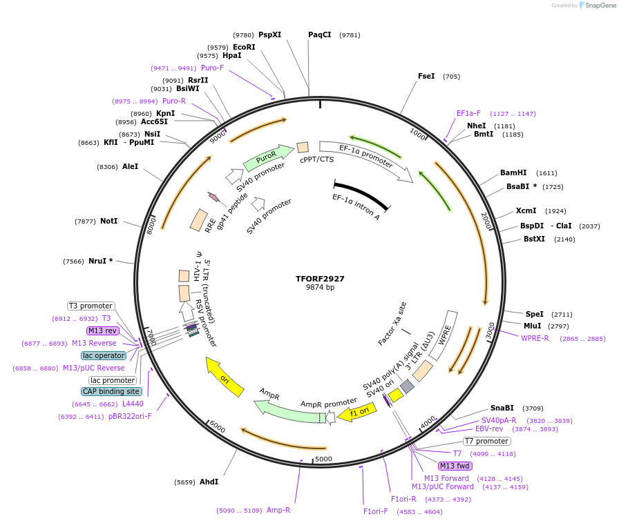 143678-plasmid-map-sequence-id-338757