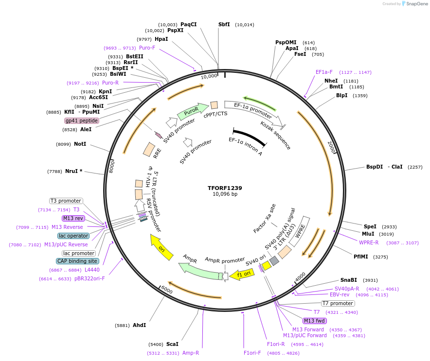 143775-plasmid-map-sequence-id-338763