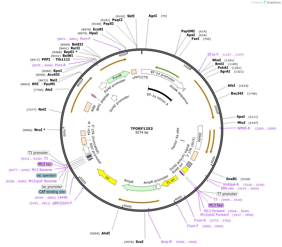 143778-plasmid-map-sequence-id-338765