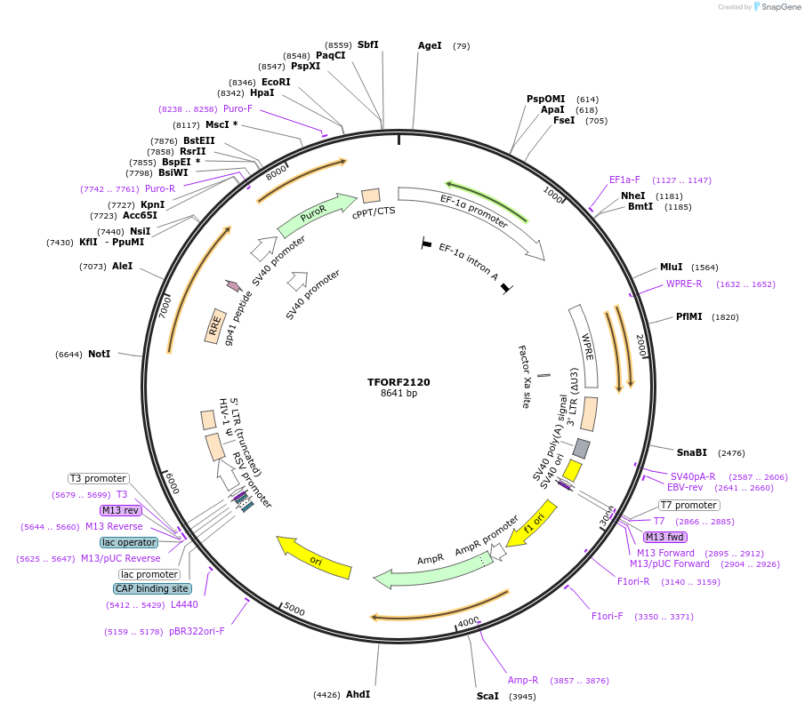 143871-plasmid-map-sequence-id-338766