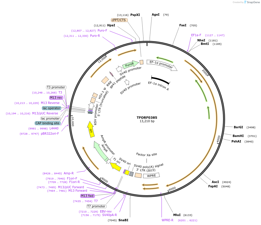 143874-plasmid-map-sequence-id-338767