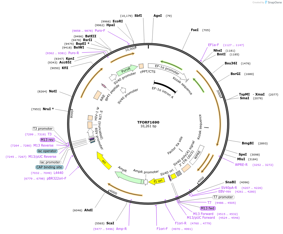 143967-plasmid-map-sequence-id-338769