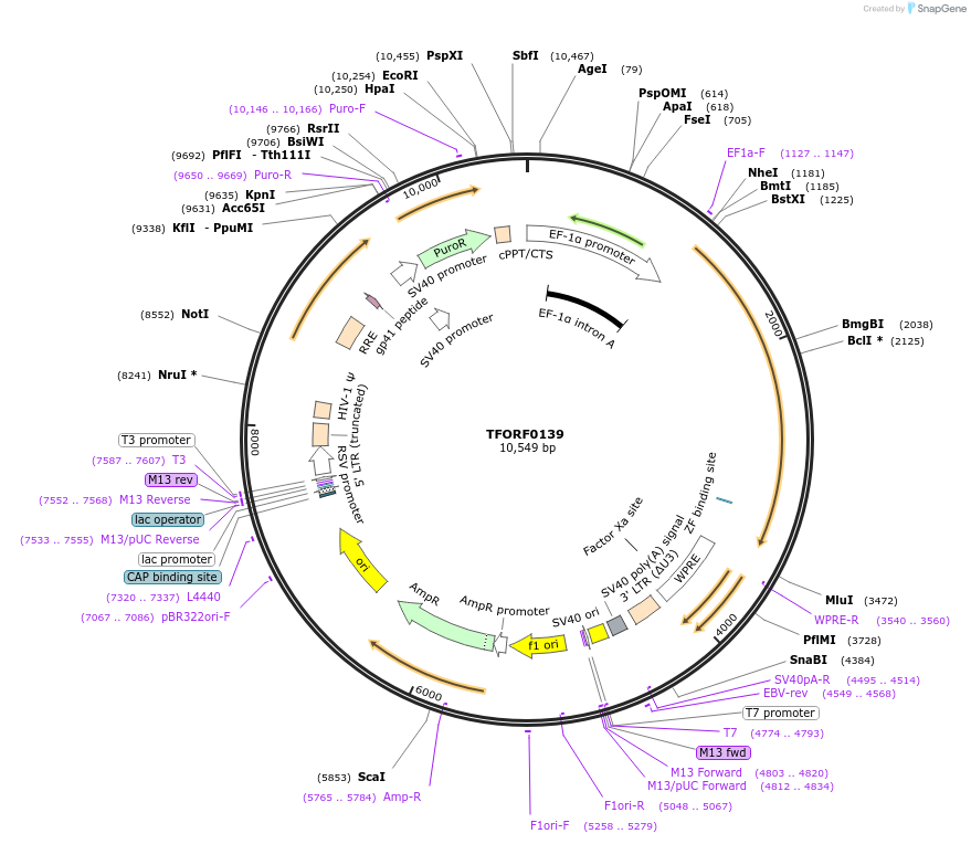141533-plasmid-map-sequence-id-338772