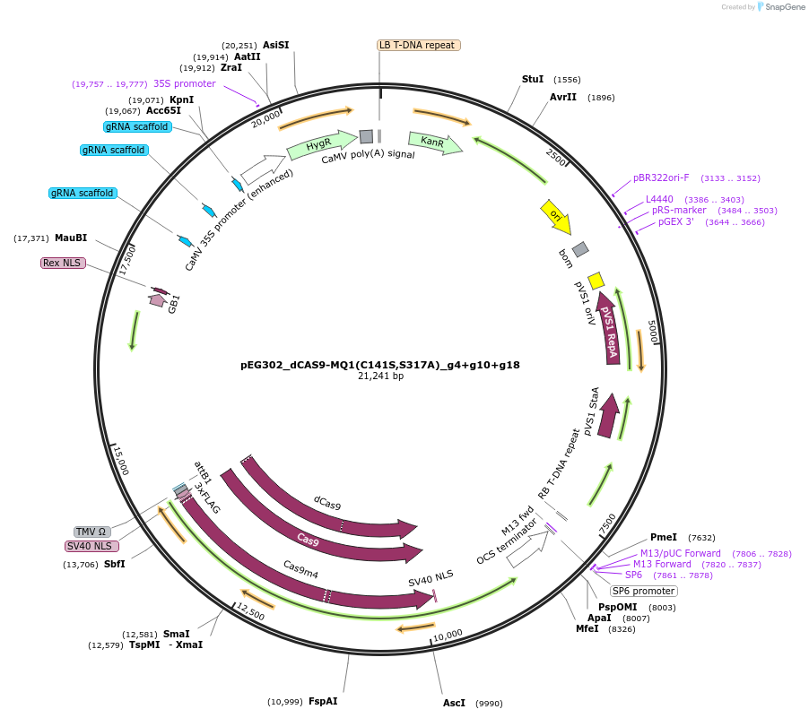 172317-plasmid-map-sequence-id-338787