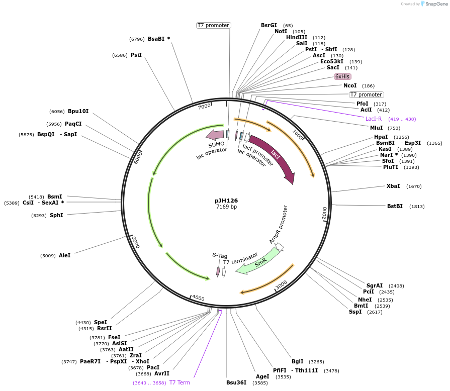 172147-plasmid-map-sequence-id-338789