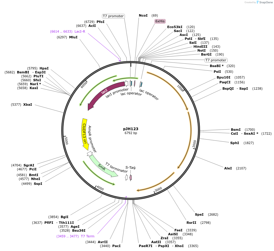 172146-plasmid-map-sequence-id-338791
