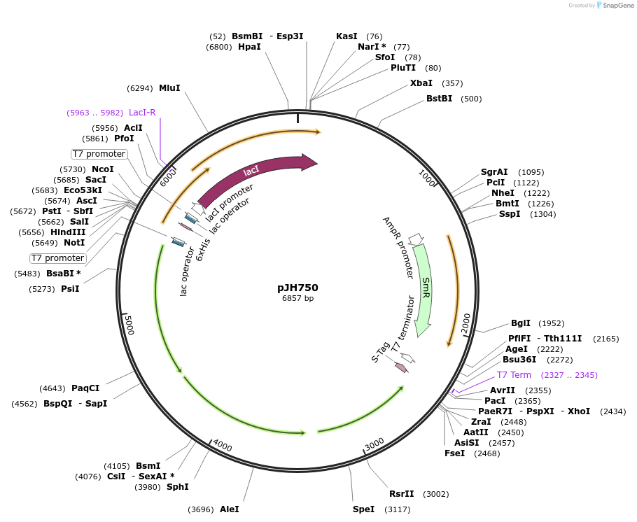 172170-plasmid-map-sequence-id-338823