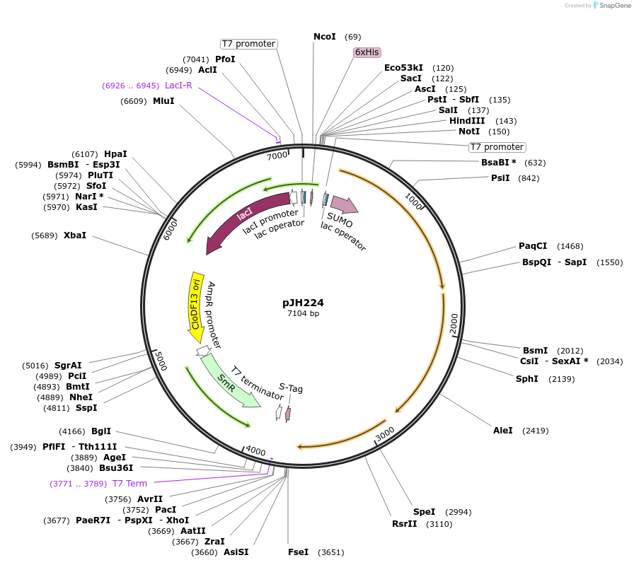 172152-plasmid-map-sequence-id-338828