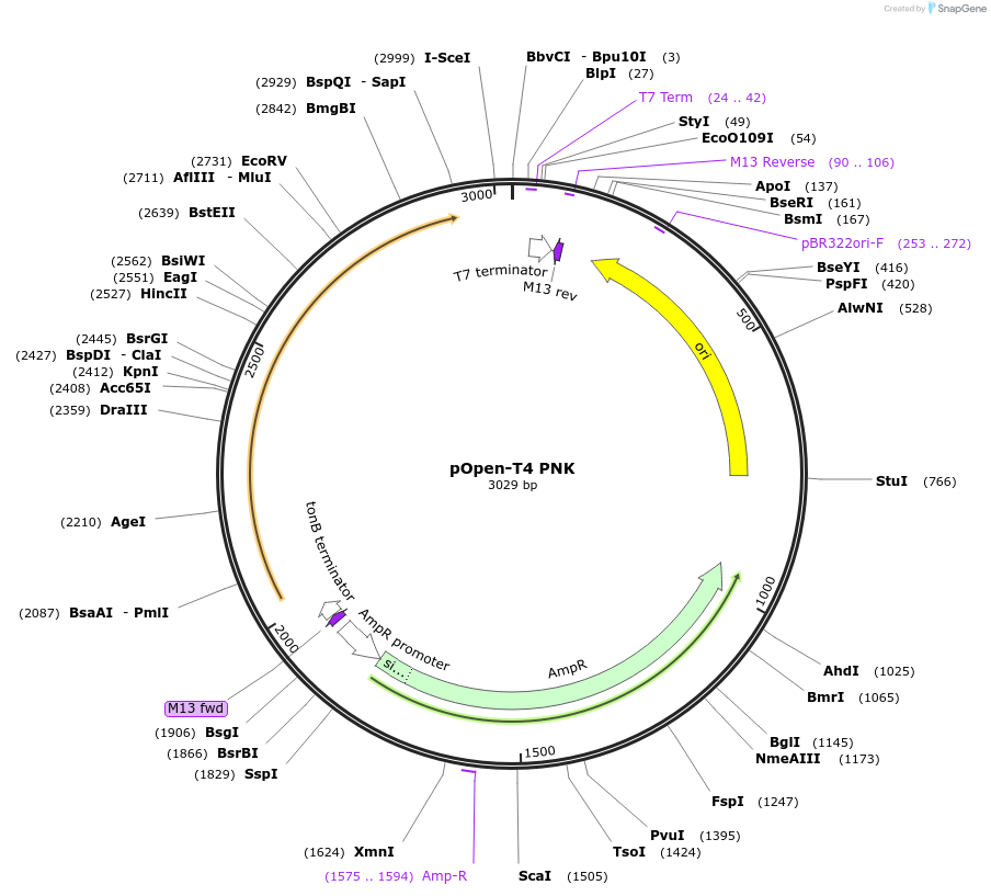 165520-plasmid-map-sequence-id-338831