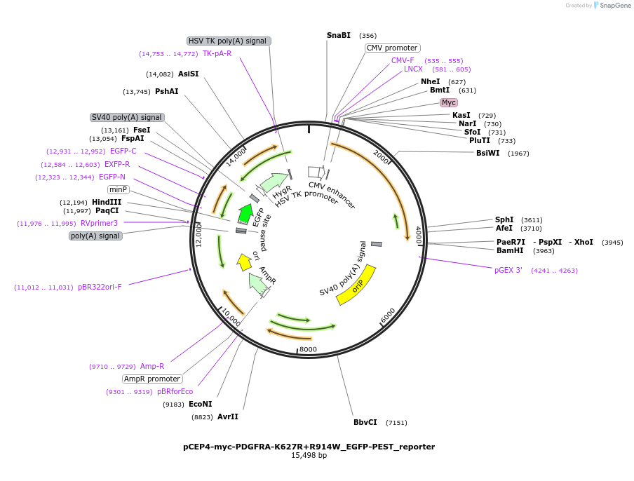 172600-plasmid-map-sequence-id-338836